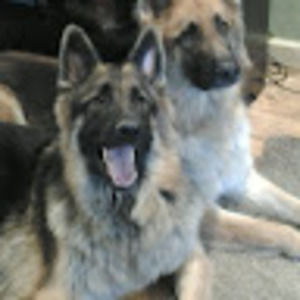 Meet your Posher, Carol